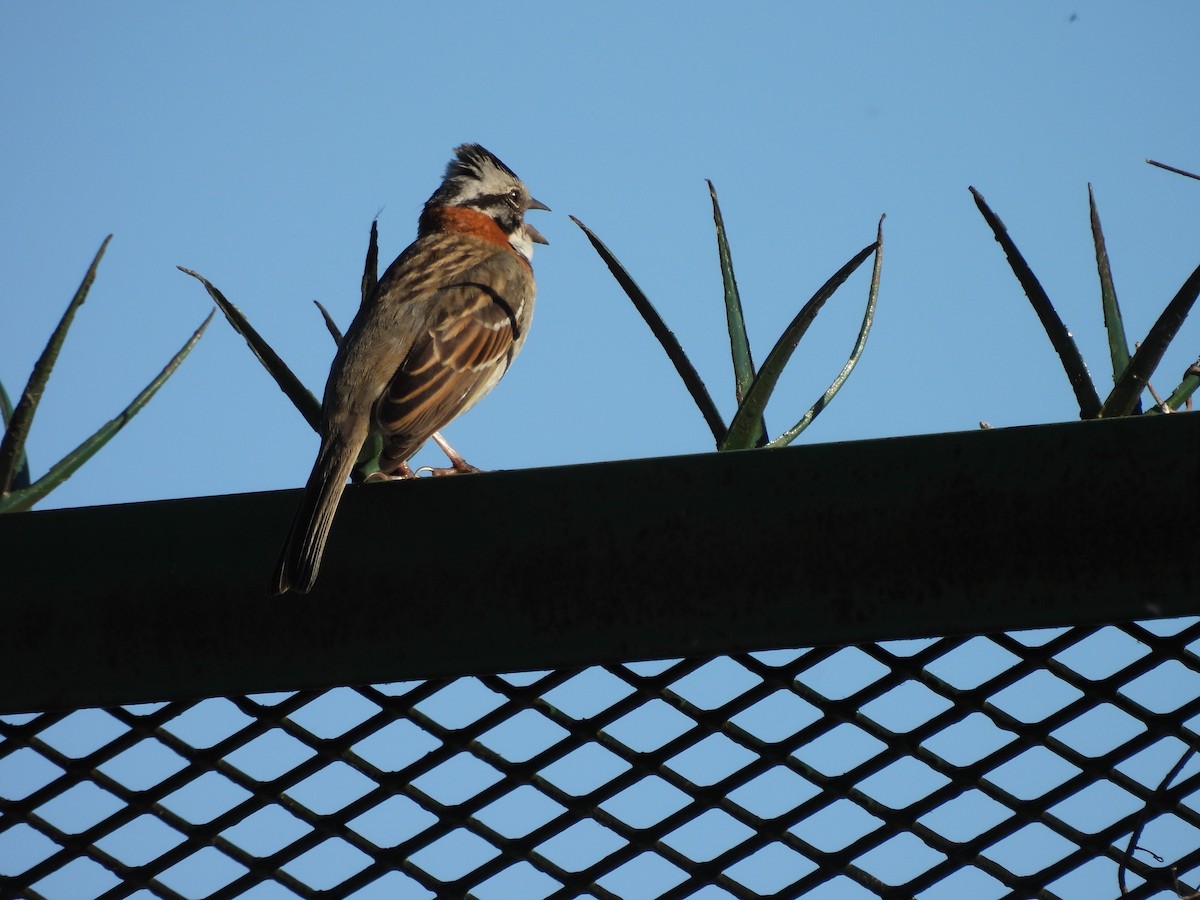 Morgenammer - ML644882800