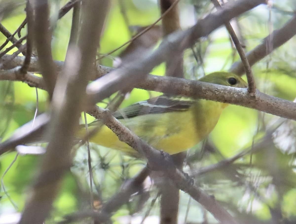 Western Tanager - ML644882811