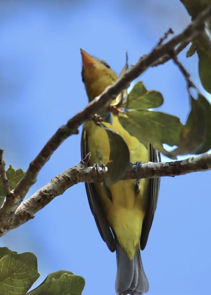 Western Tanager - ML644882812