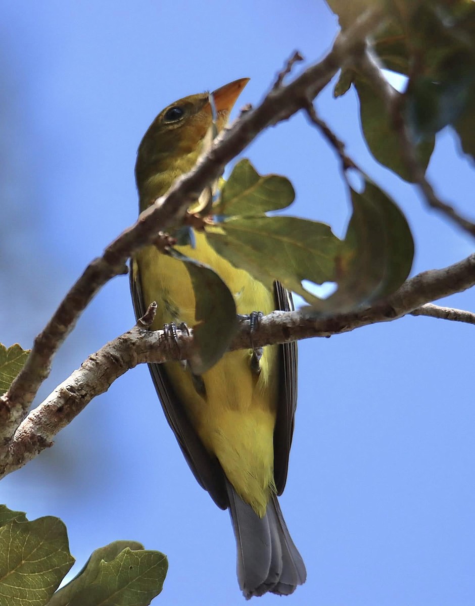 Western Tanager - ML644882813