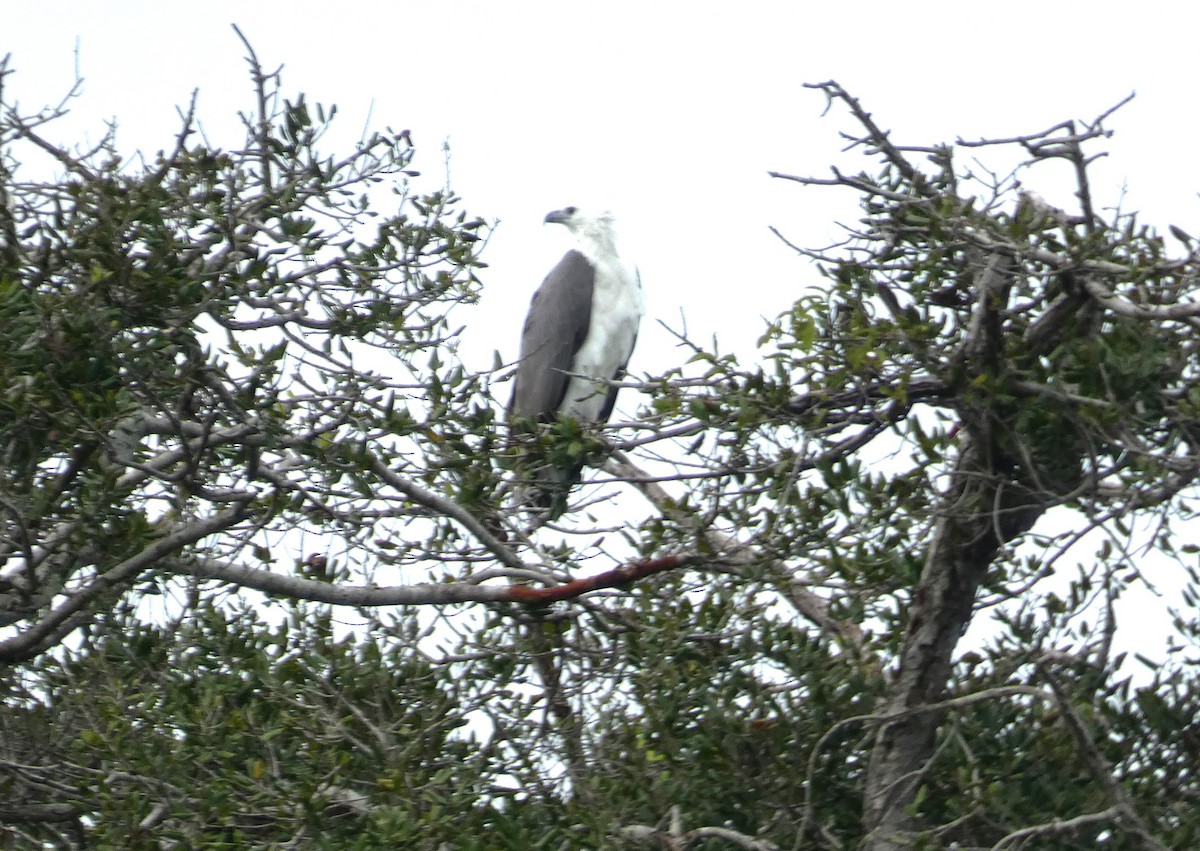 白腹海鵰 - ML644882816