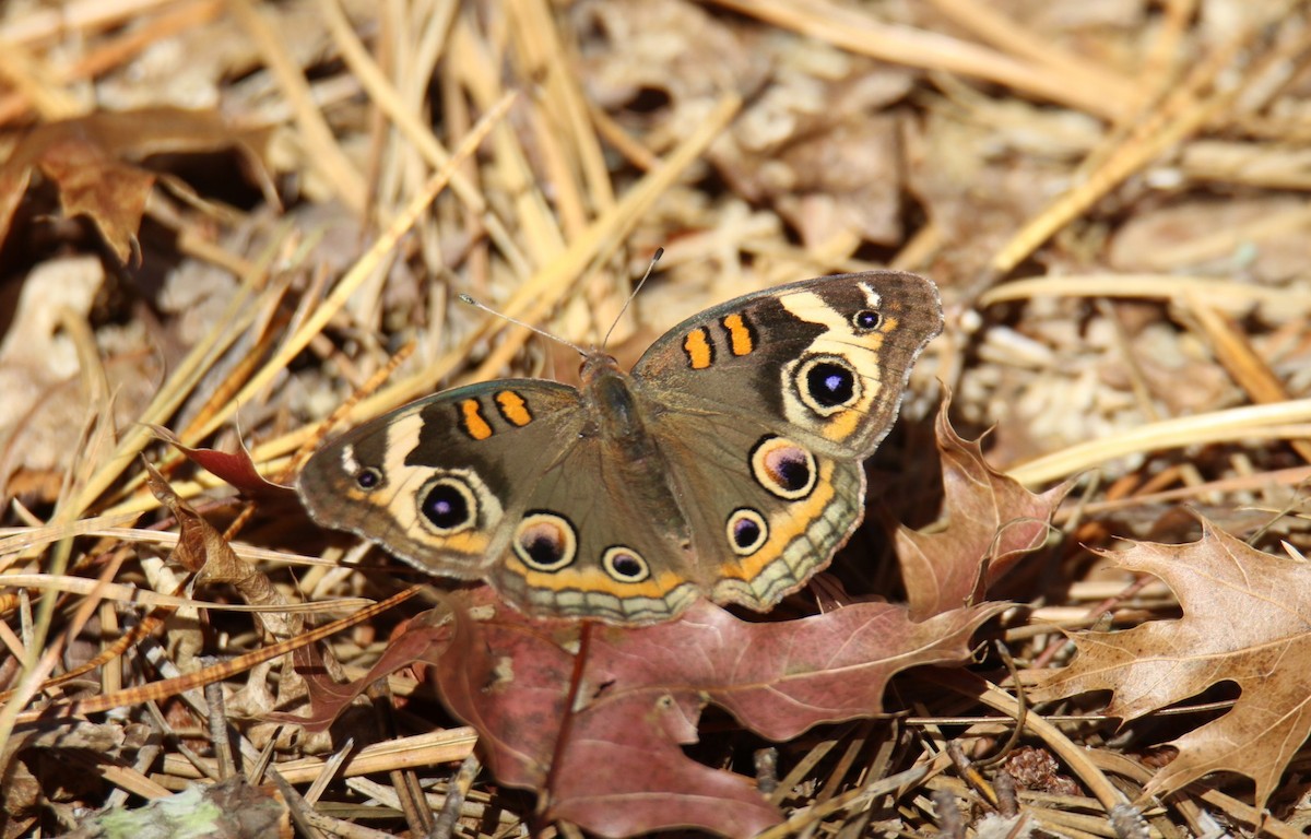 Common Buckeye - ML644882822