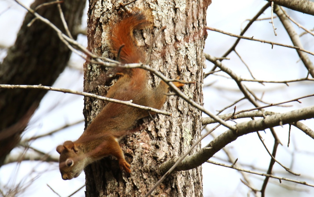 American Red Squirrel - ML644882823