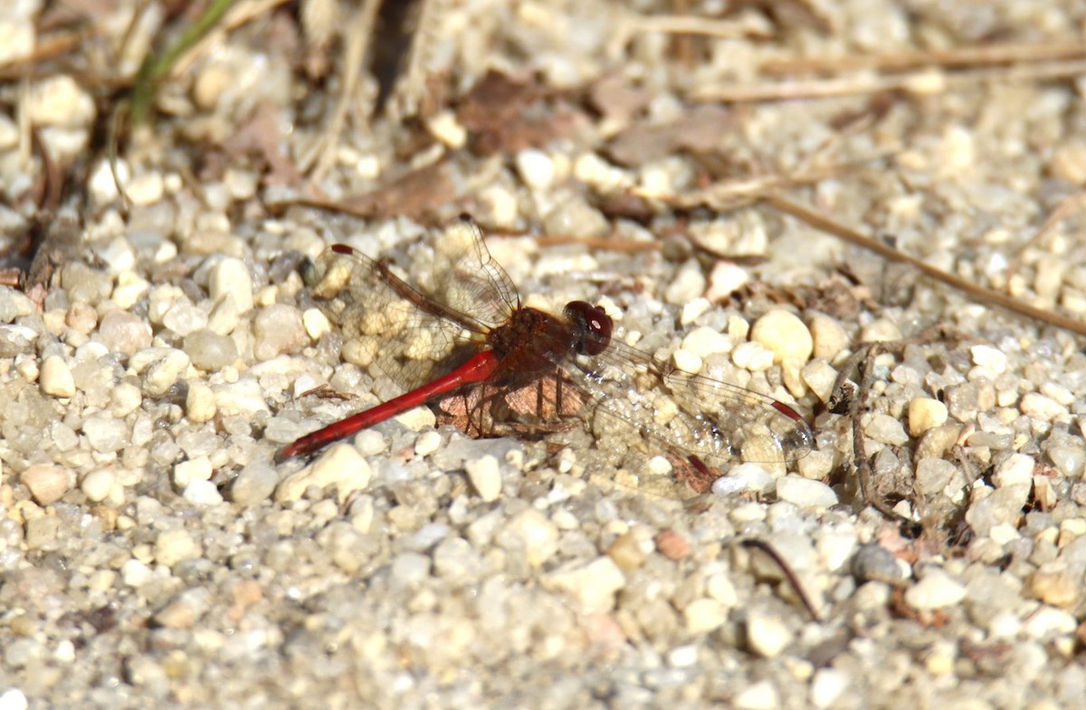 Common Emerald Dragonflies - ML644882824