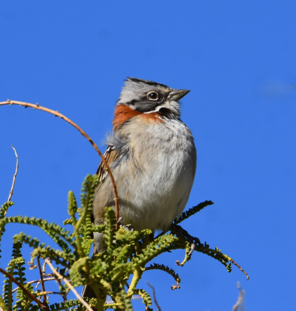 Morgenammer - ML644882826