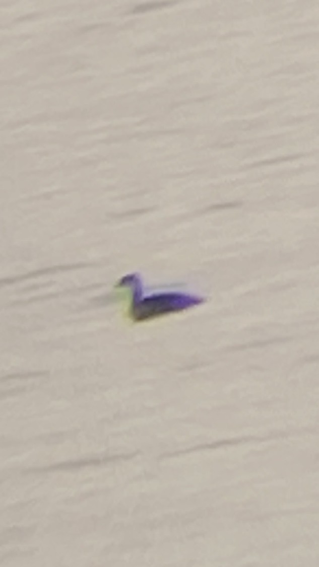 Zampullín Cuellirrojo - ML644882827