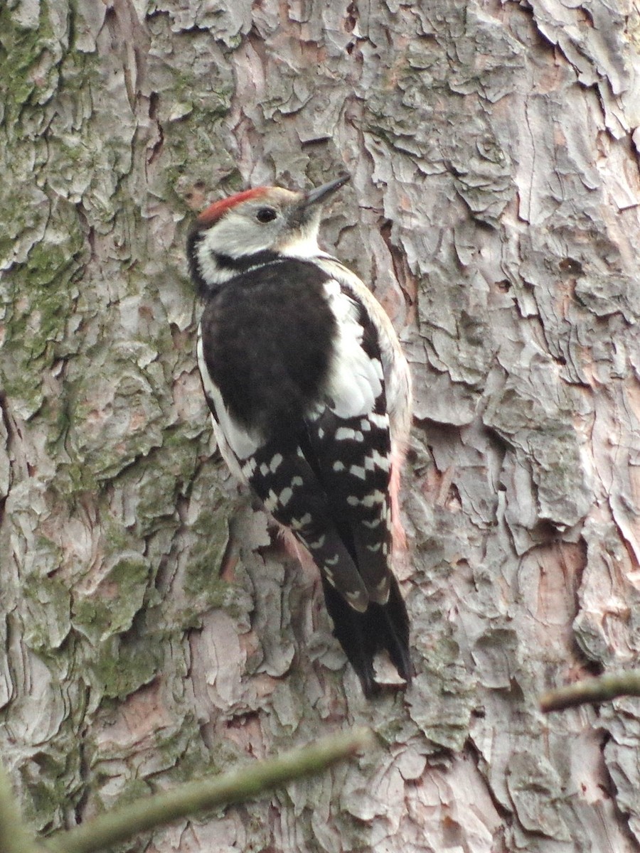 Middle Spotted Woodpecker - ML644882835