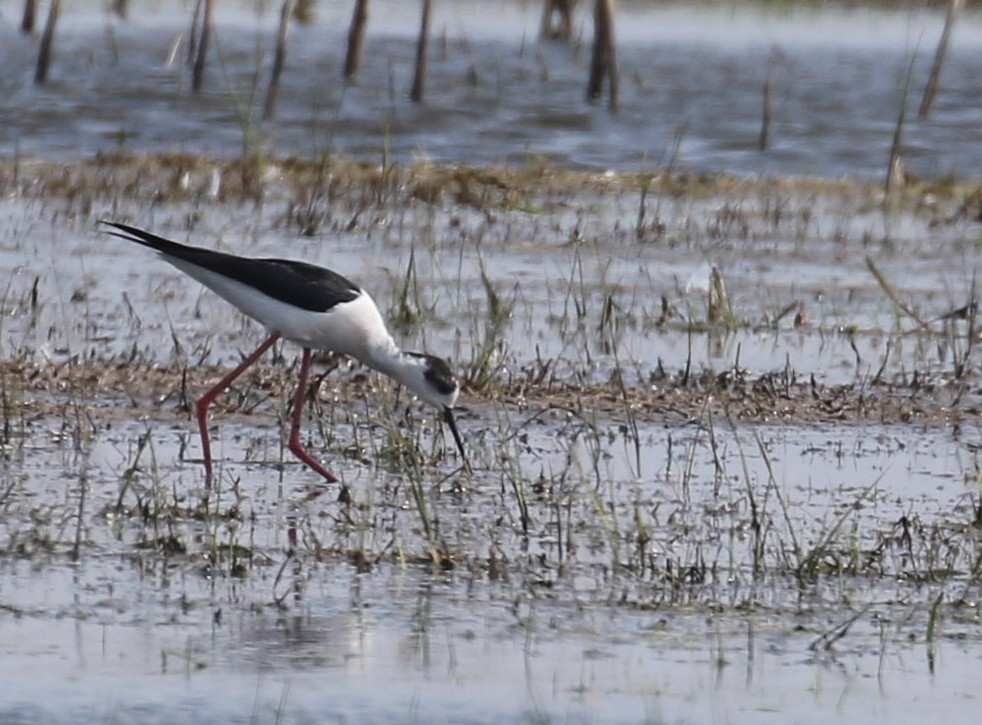 Black-winged Stilt - ML644882839