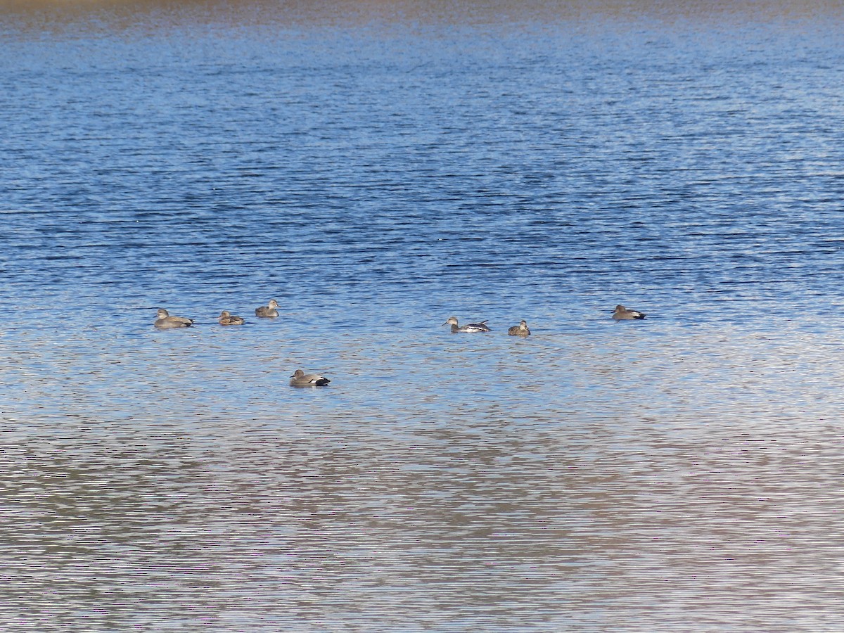 Gadwall - ML644882849