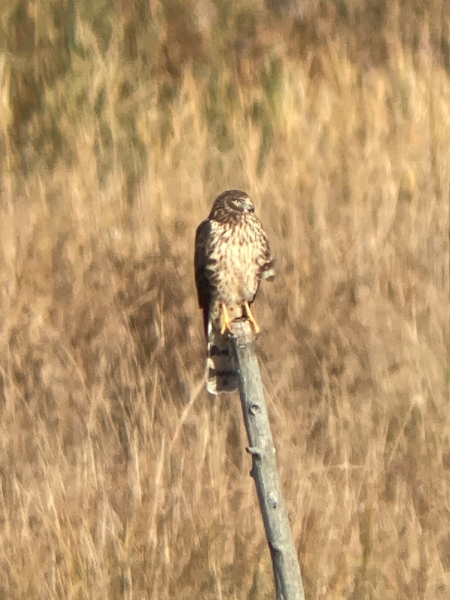 moták severoamerický - ML644882850