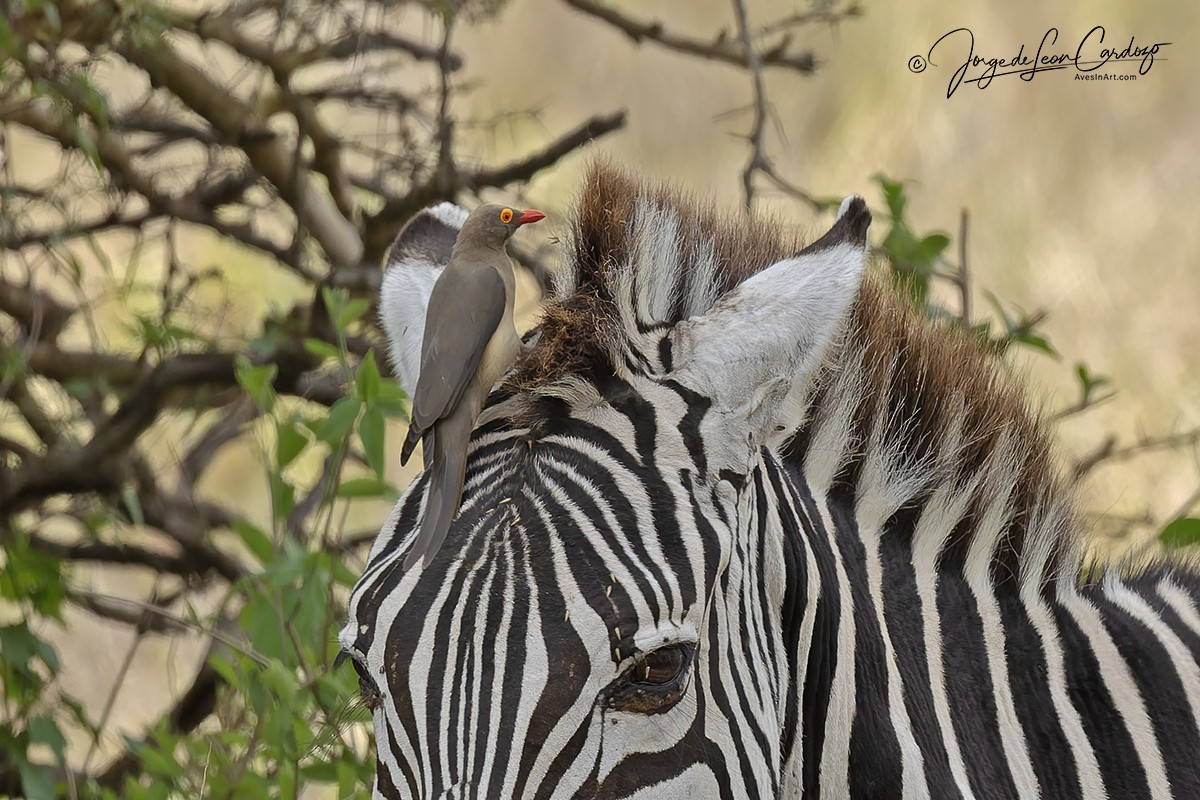 rødnebboksehakker - ML644882864