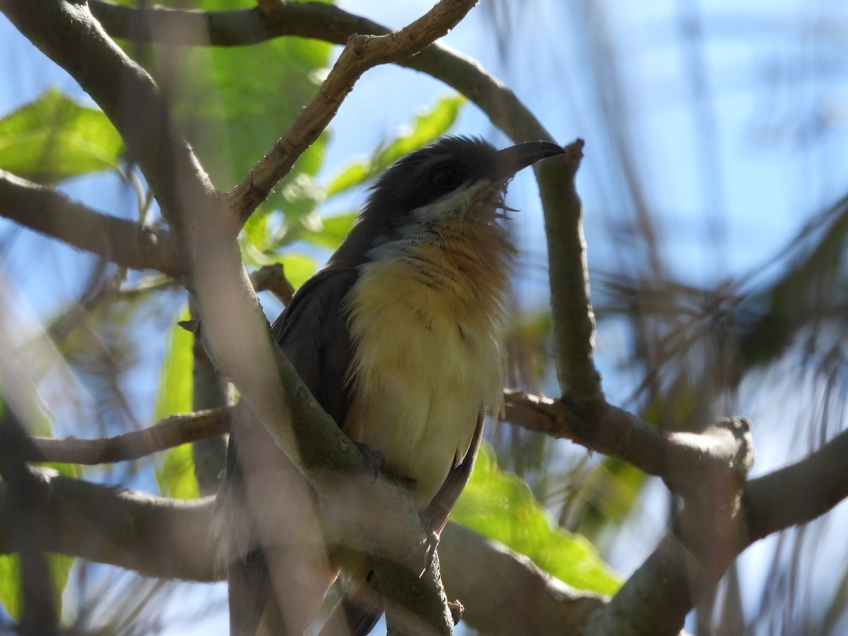 Кукліло бурий - ML644882871