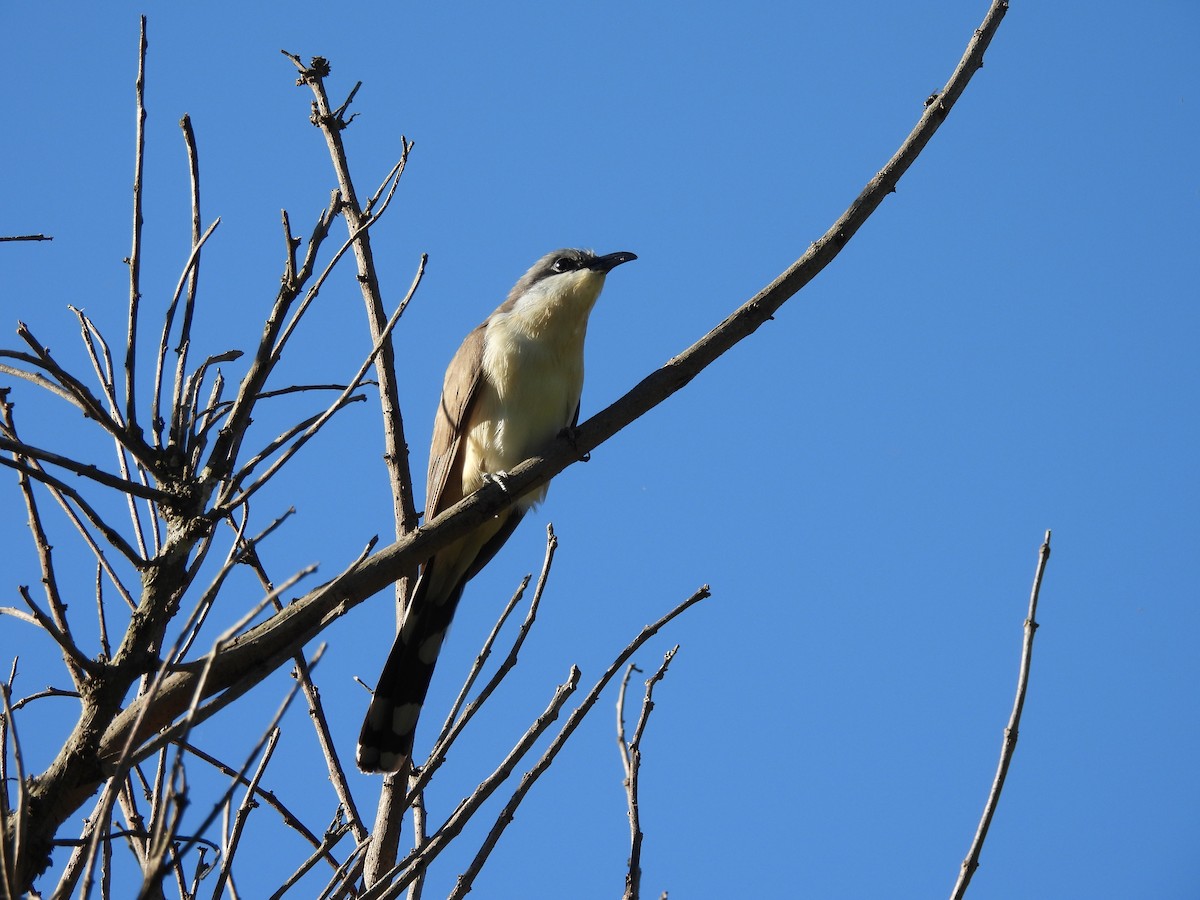 Кукліло бурий - ML644882872