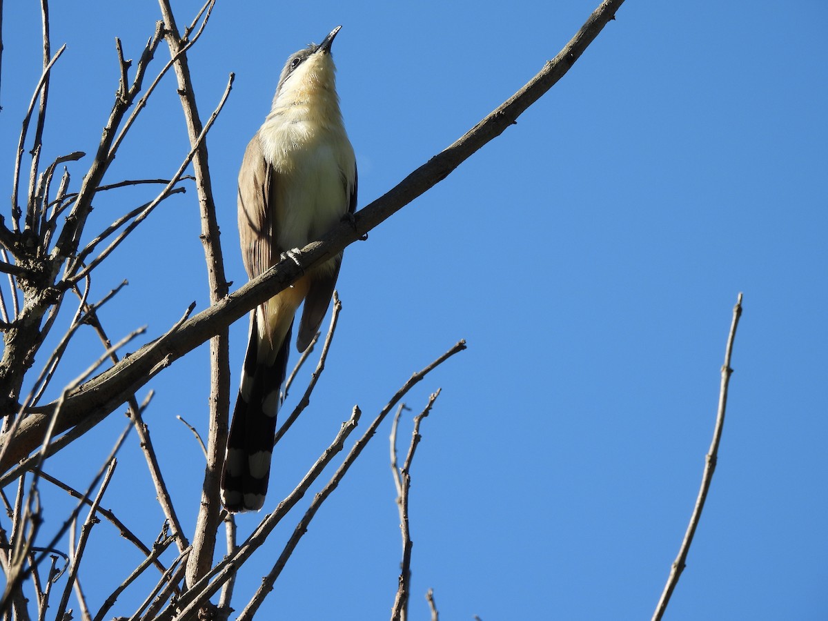 Кукліло бурий - ML644882873