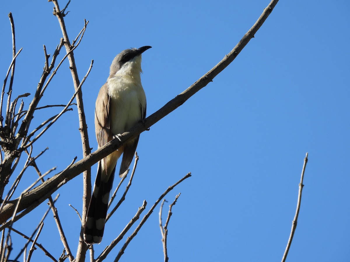 Кукліло бурий - ML644882875