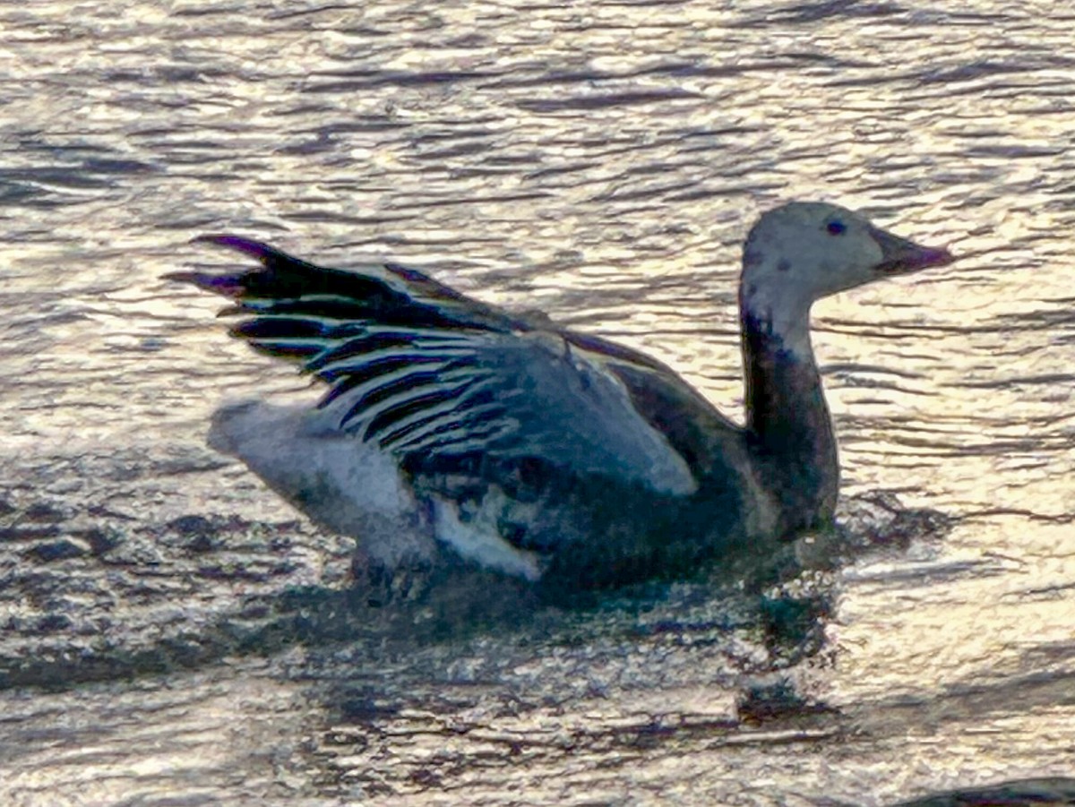 Snow Goose - ML644882878