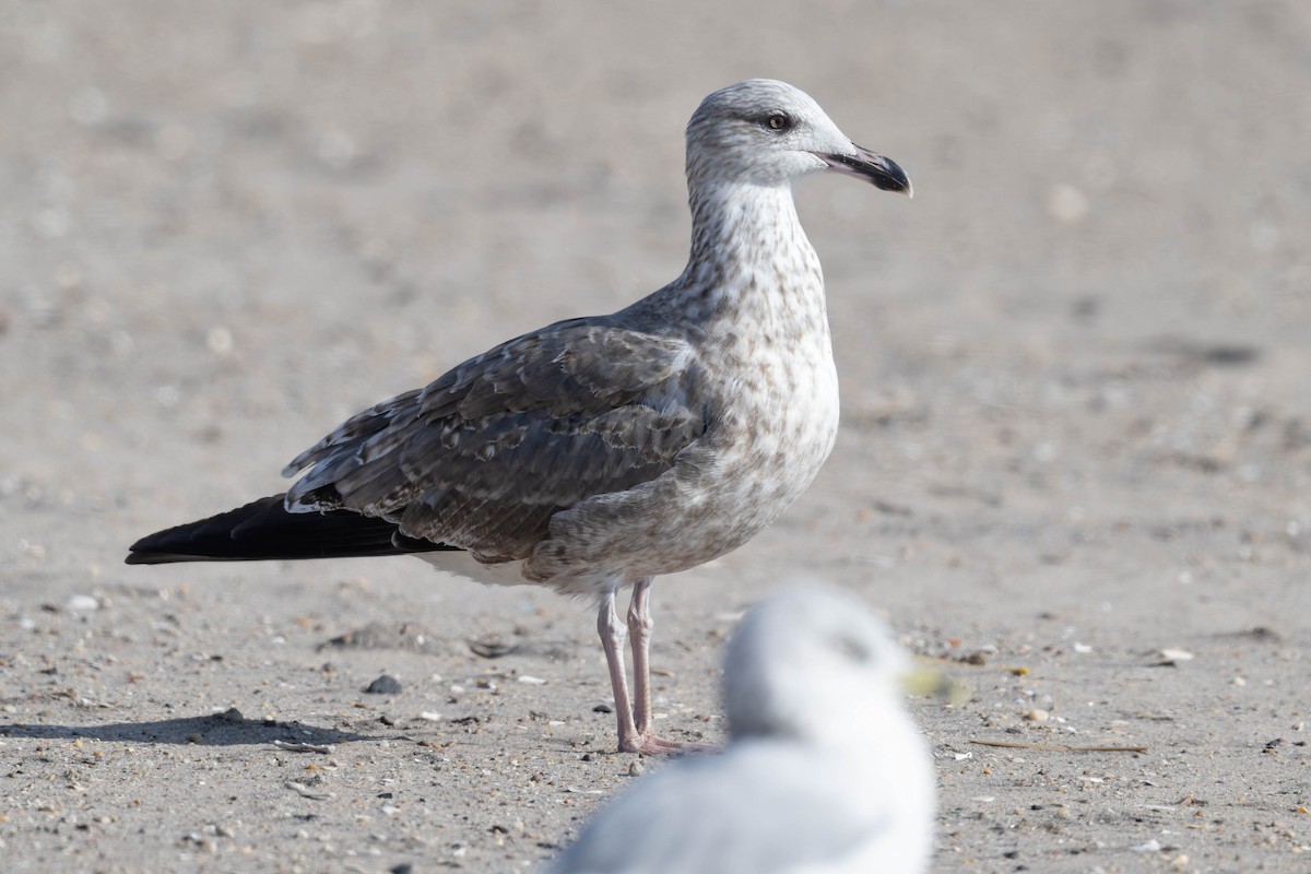 小黑背鷗 - ML644882884