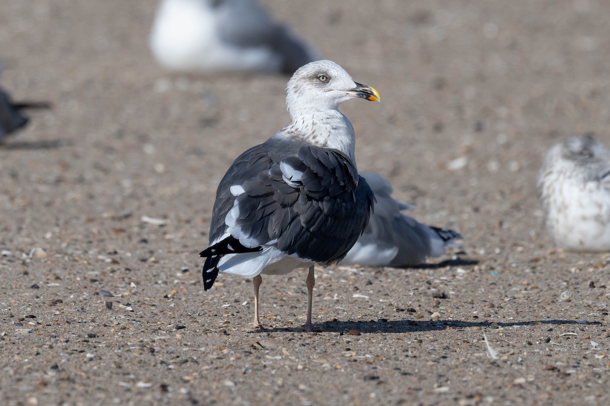 小黑背鷗 - ML644882885