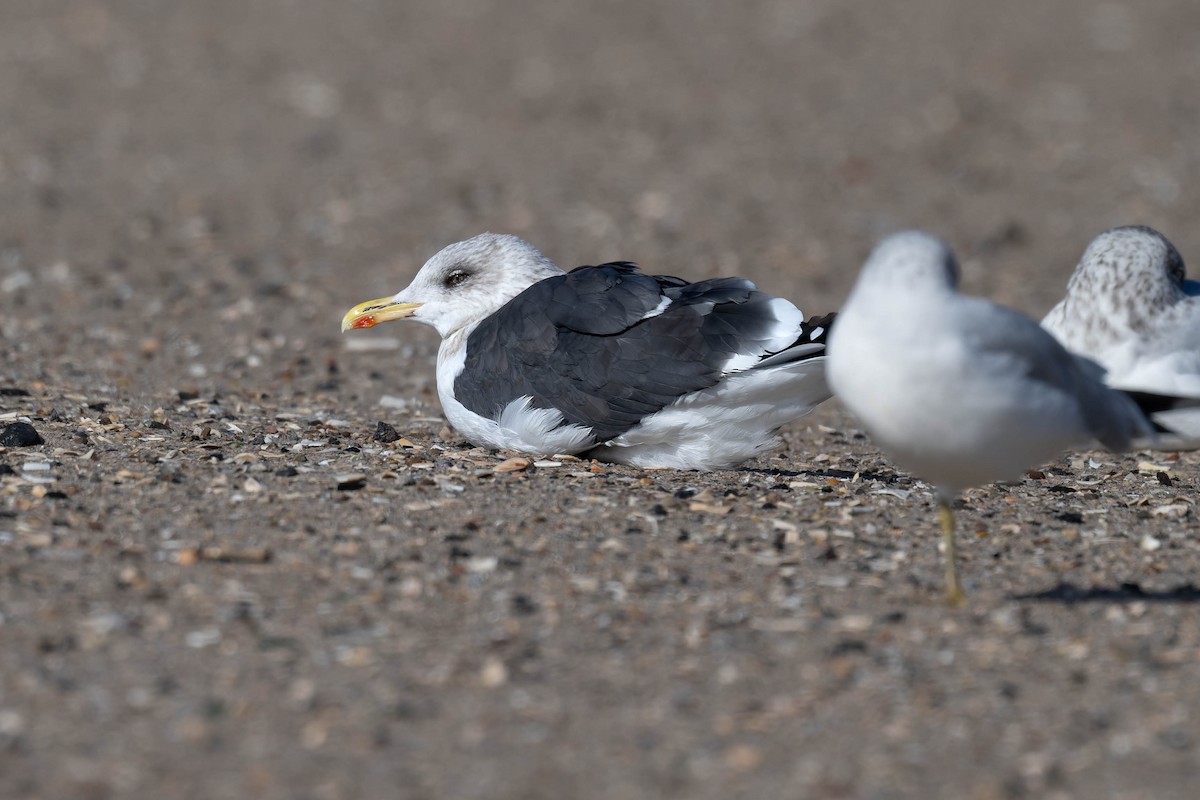 小黑背鷗 - ML644882886