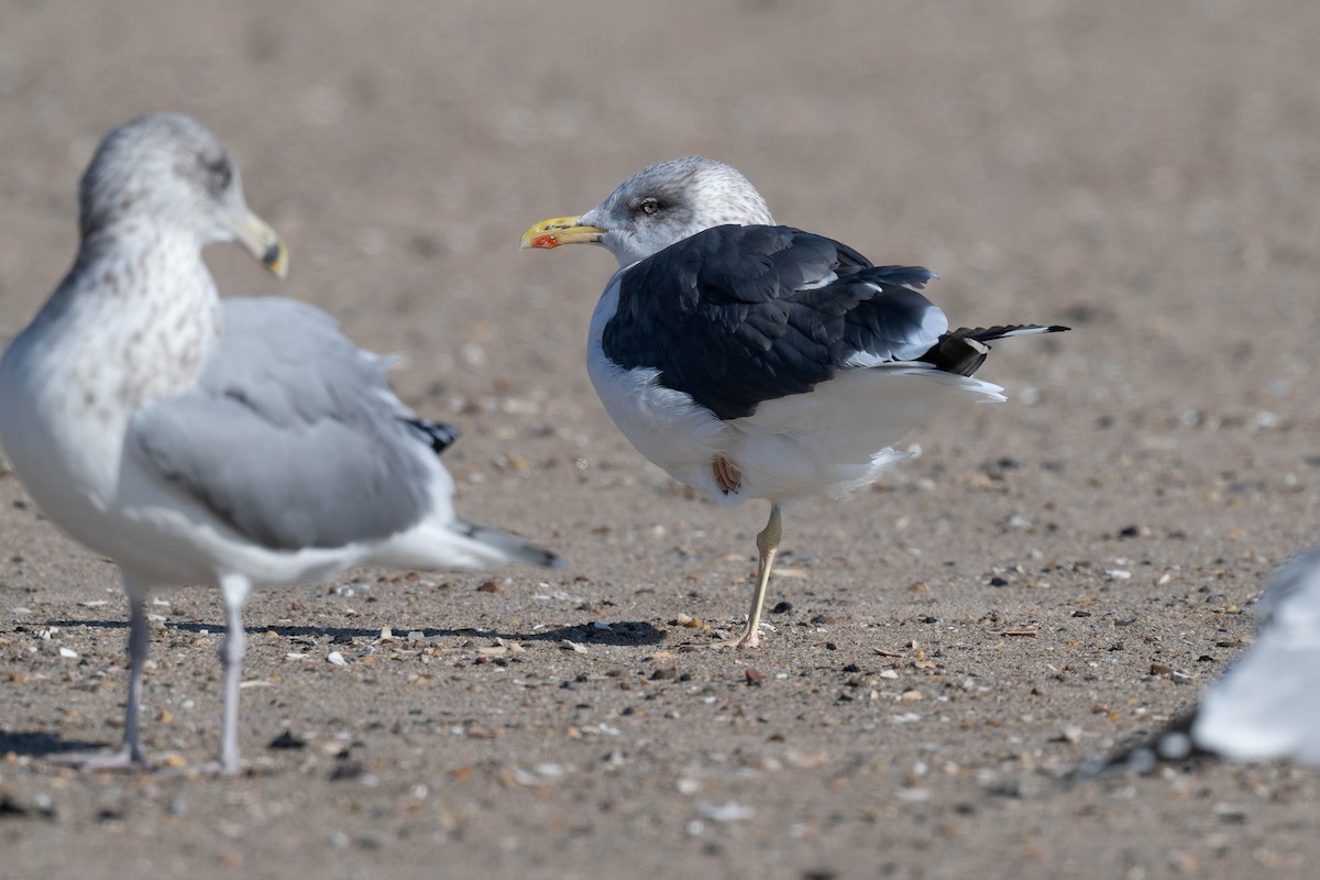 小黑背鷗 - ML644882887