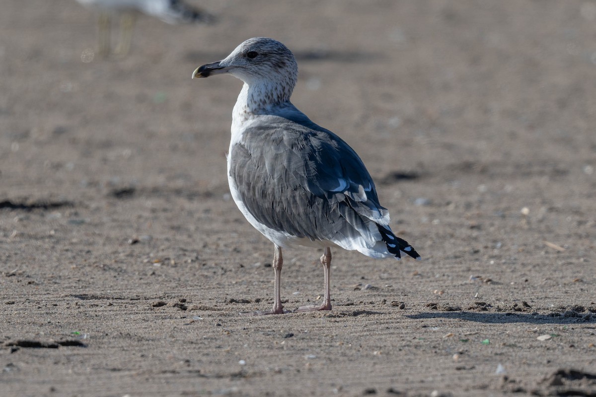 小黑背鷗 - ML644882888