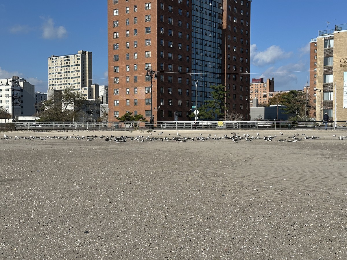 Black Skimmer - ML644882898