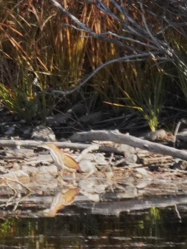 Petit Blongios - ML644882920