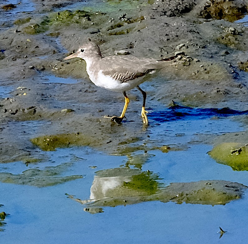 Spotted Sandpiper - ML644882931