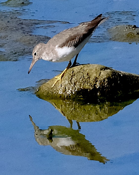 Spotted Sandpiper - ML644882932