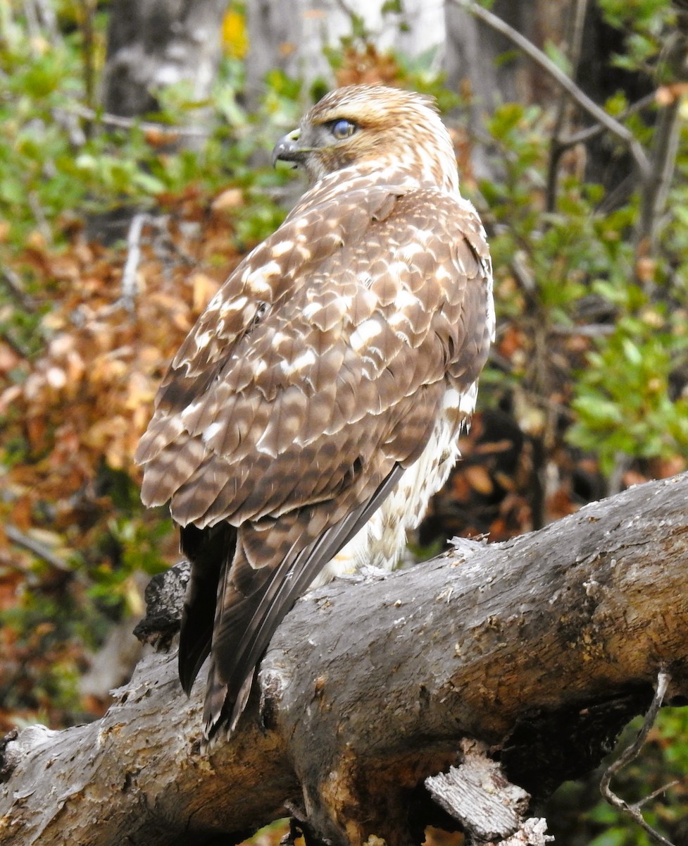 Red-shouldered Hawk - ML644882948