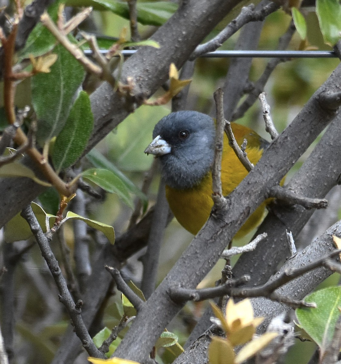 Patagonian Sierra Finch - ML644882949