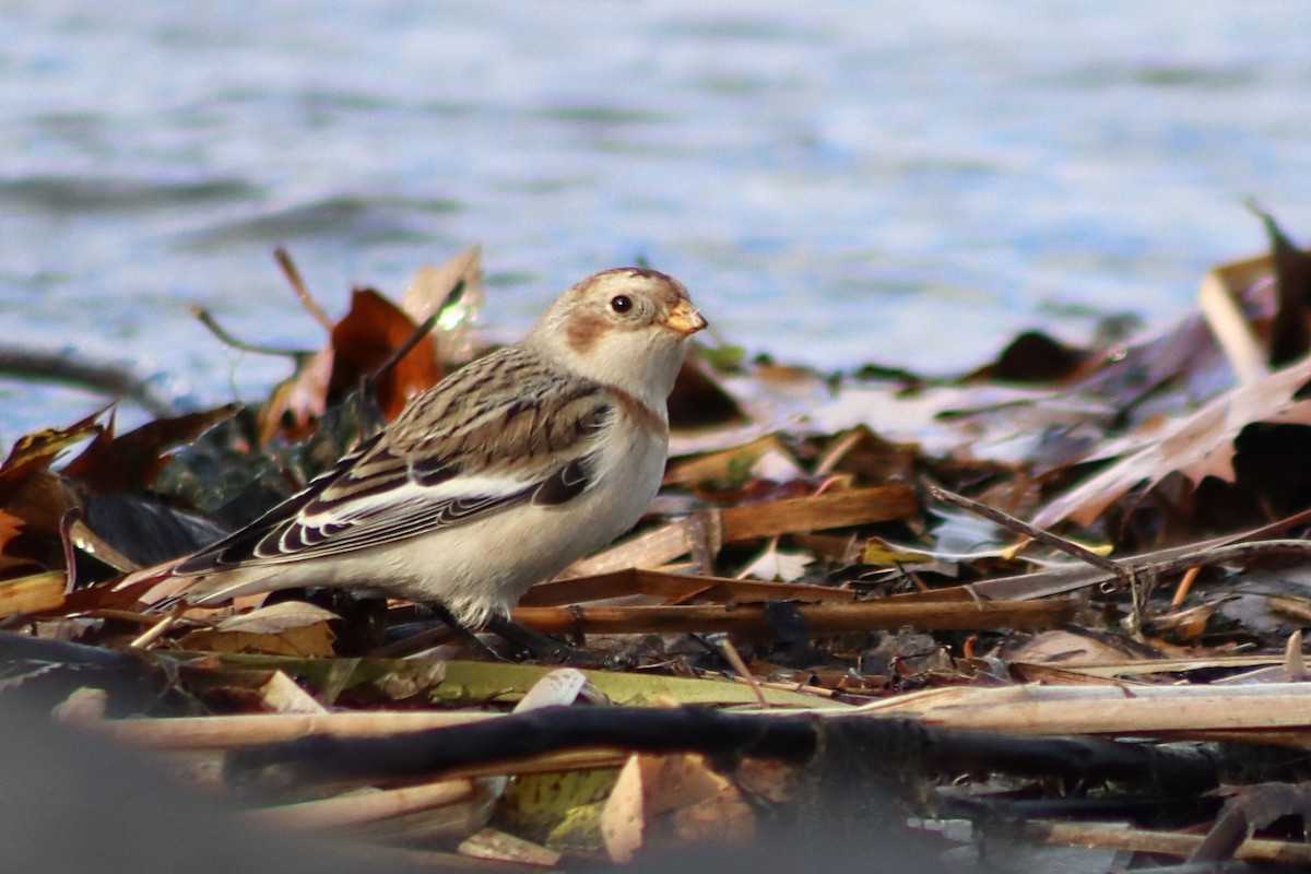 Escribano Nival - ML644882953