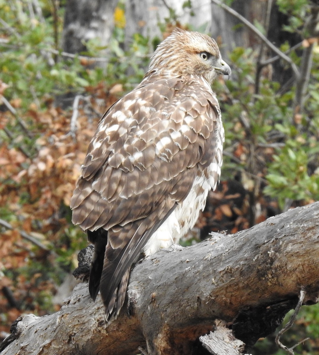 Red-shouldered Hawk - ML644882956