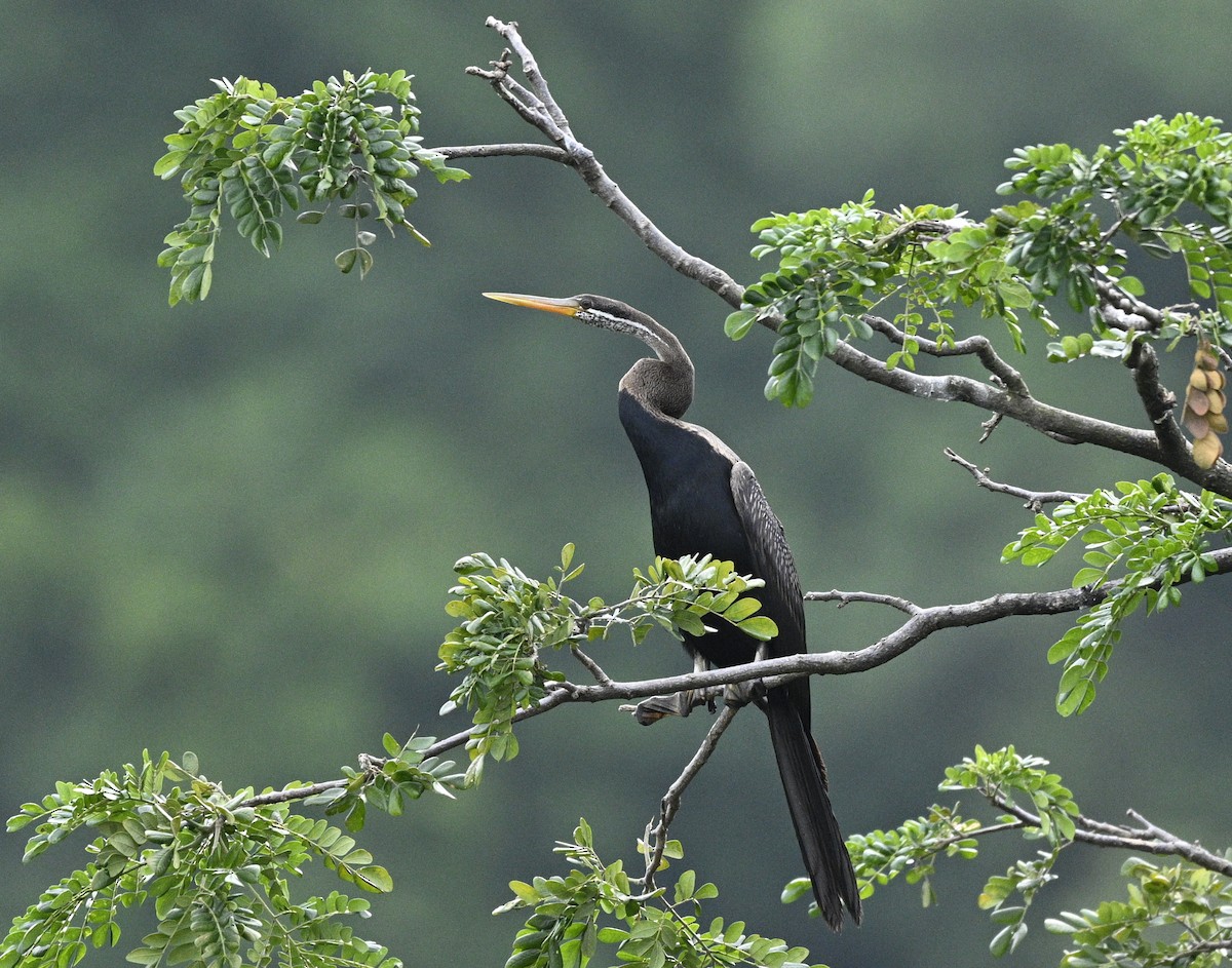 Doğu Yılanboyunu - ML644882959