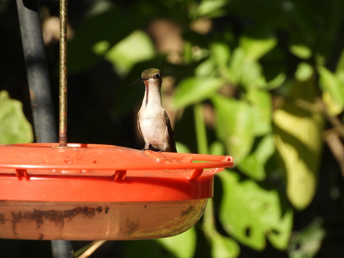 Colibri à gorge rubis - ML644882963