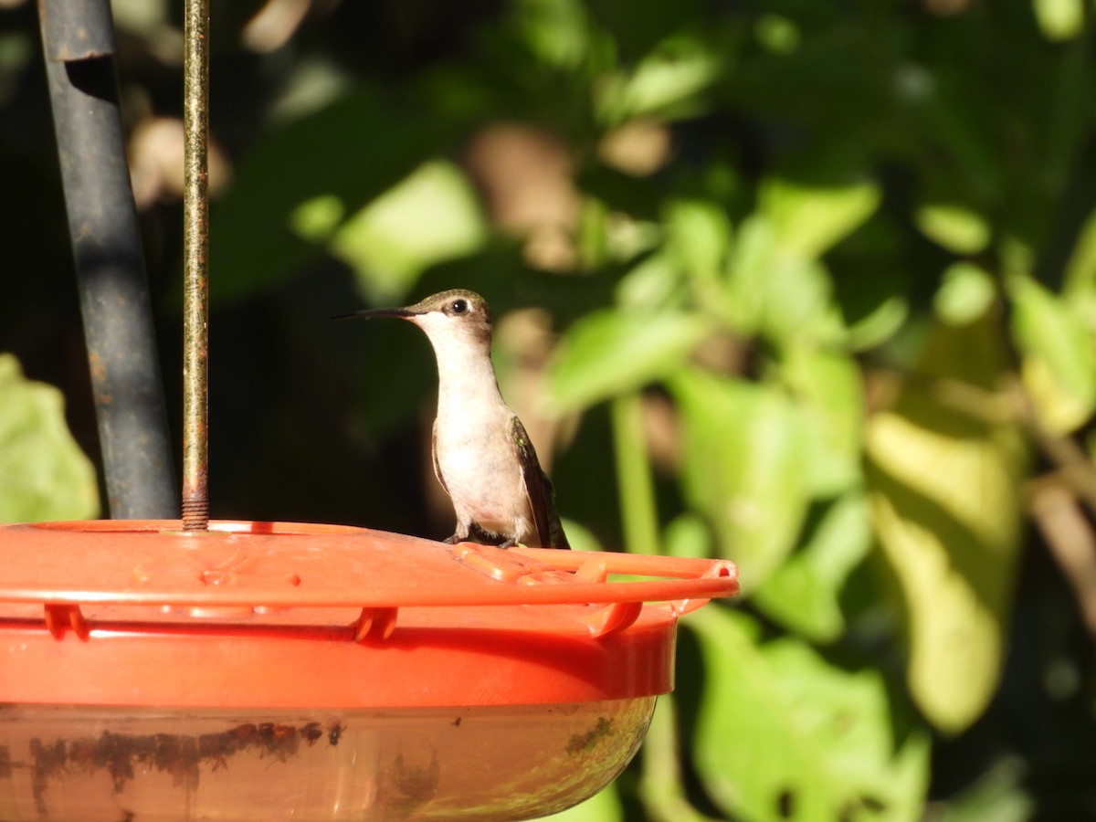 Colibri à gorge rubis - ML644882964