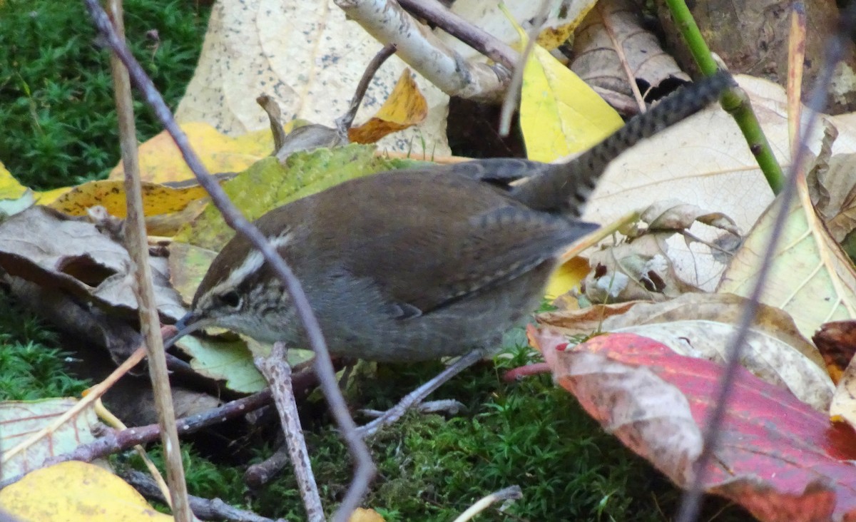 Troglodyte de Bewick - ML644882965