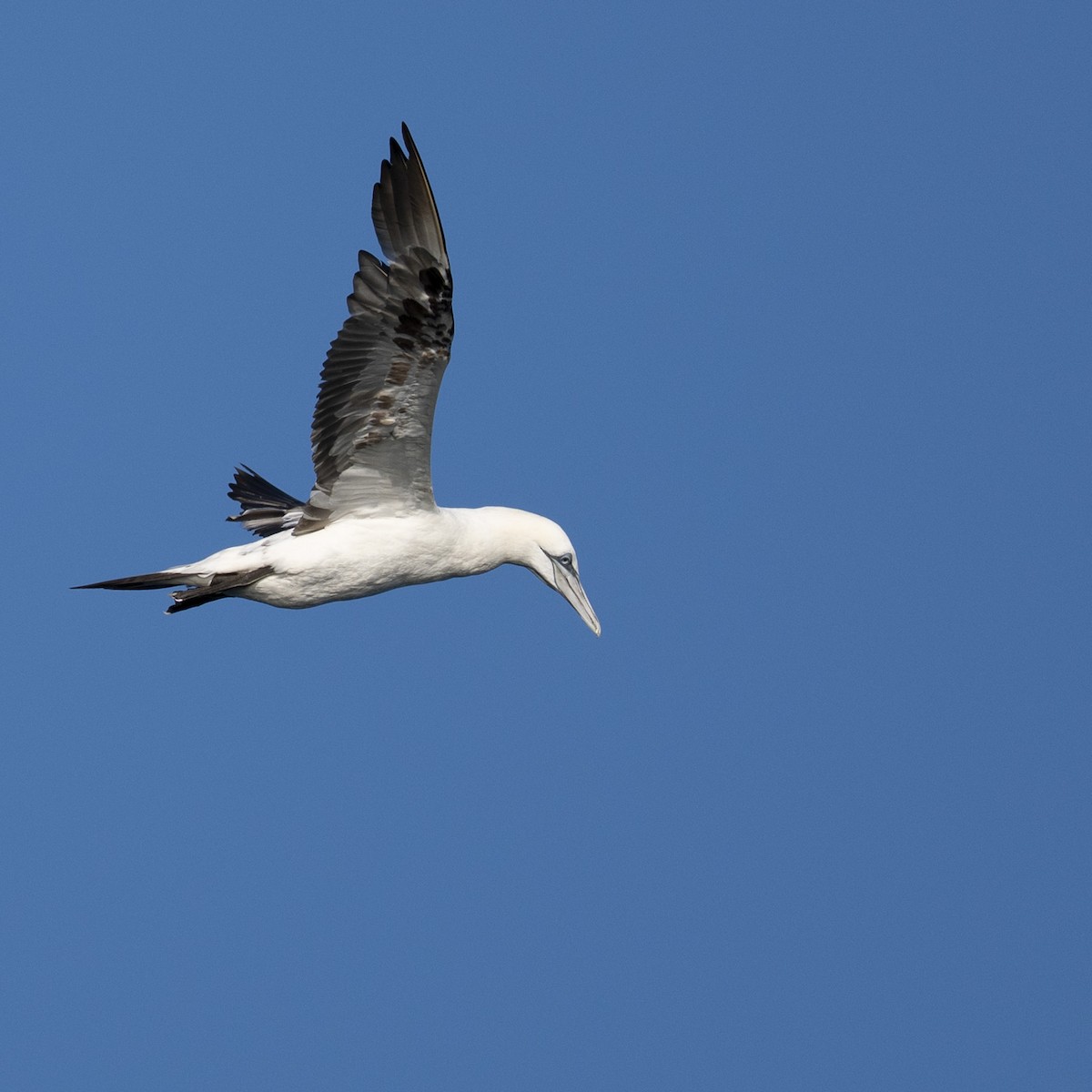 Alcatraz Atlántico - ML644882966