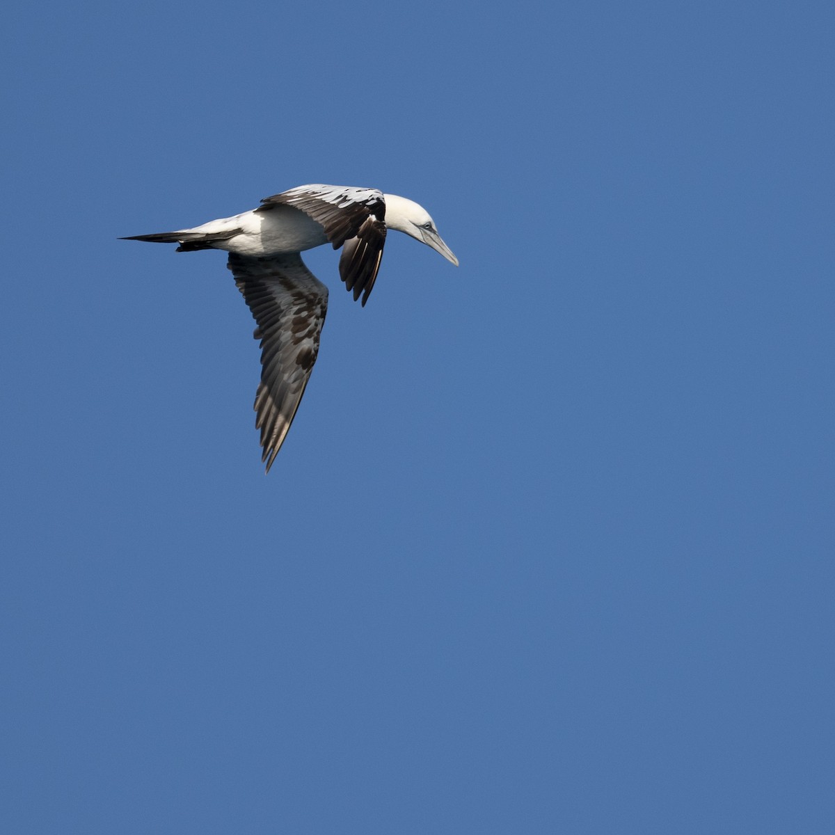 Alcatraz Atlántico - ML644882967