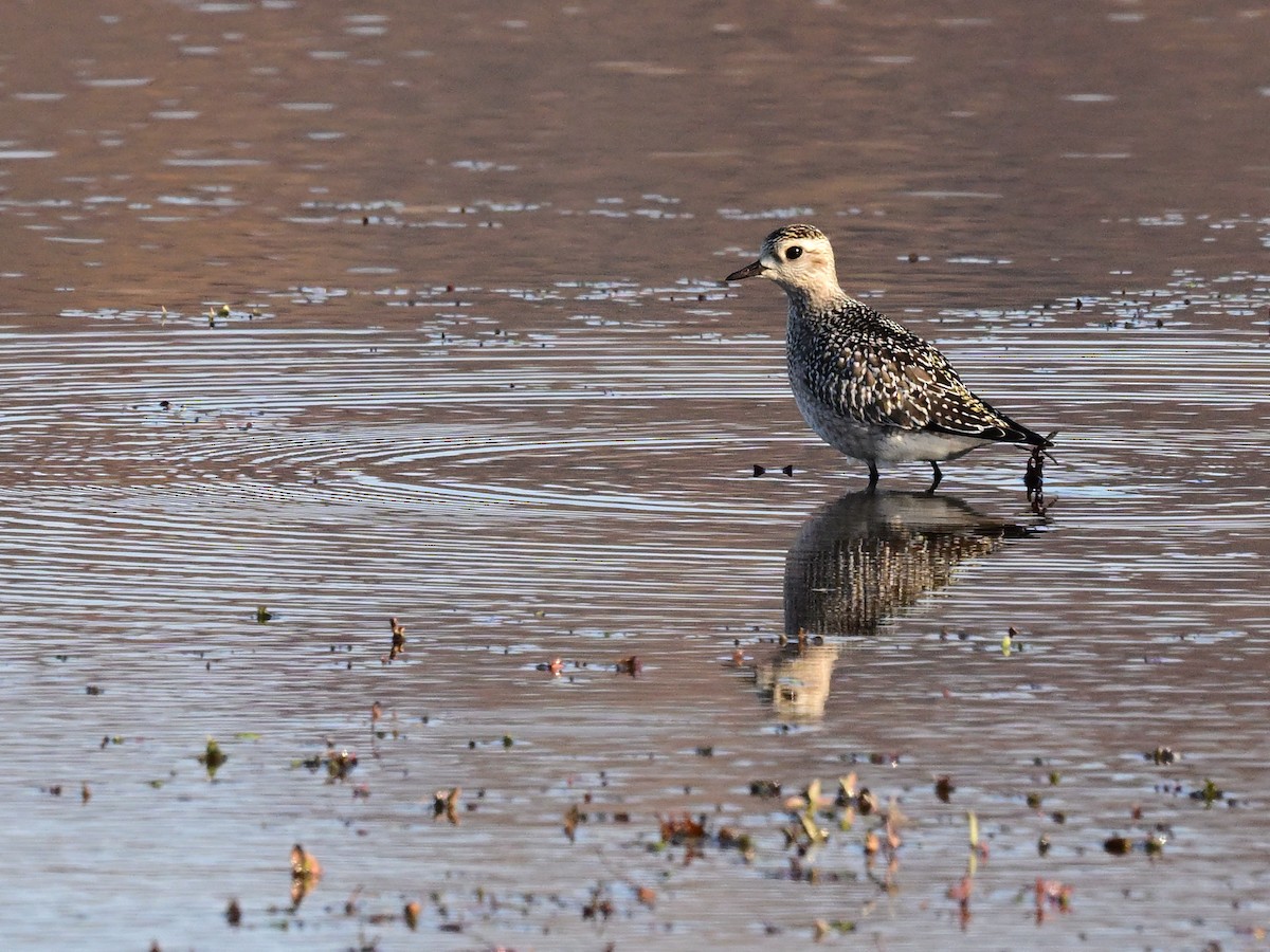 kulík hnědokřídlý - ML644882972