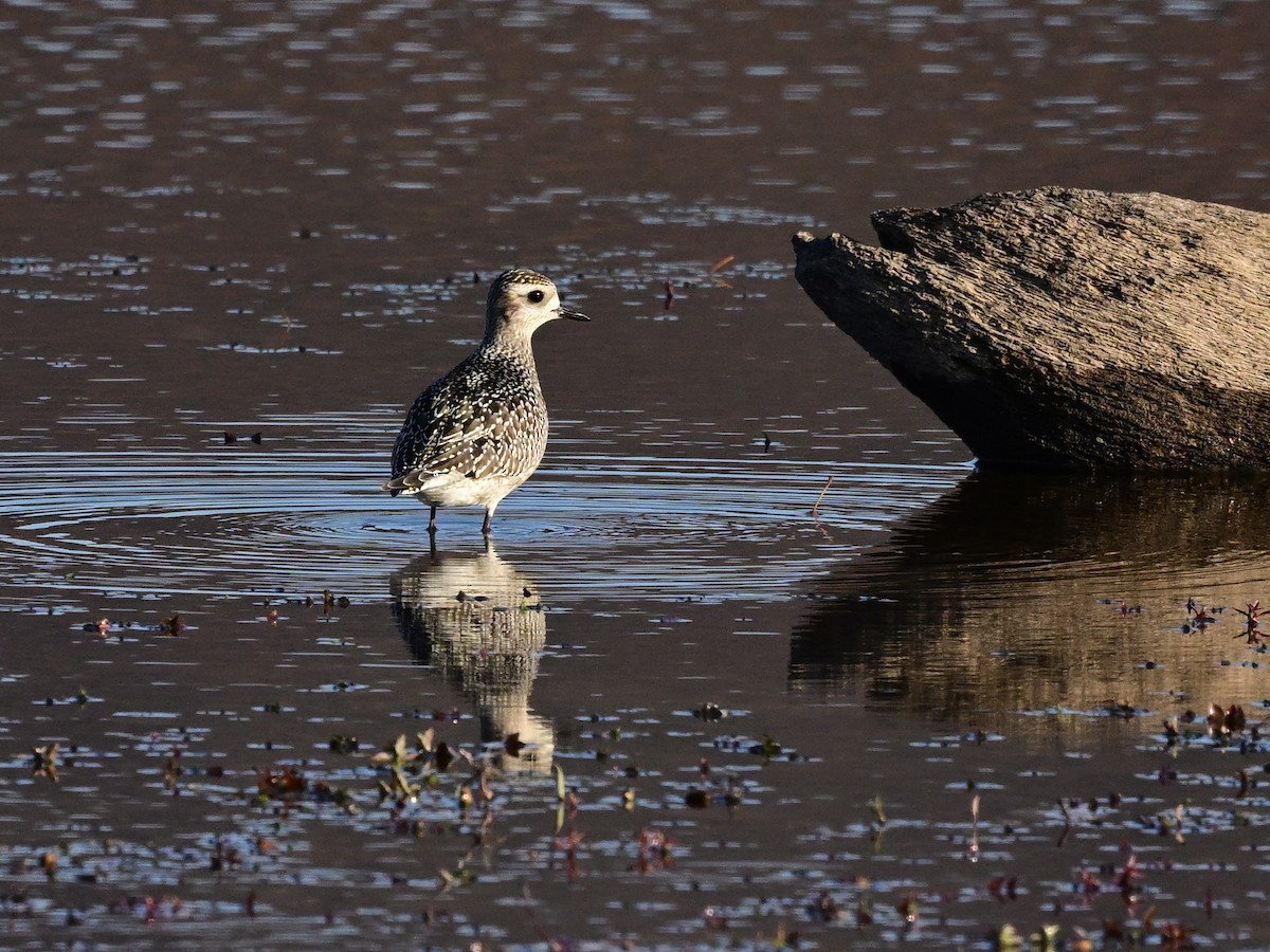 kulík hnědokřídlý - ML644882973