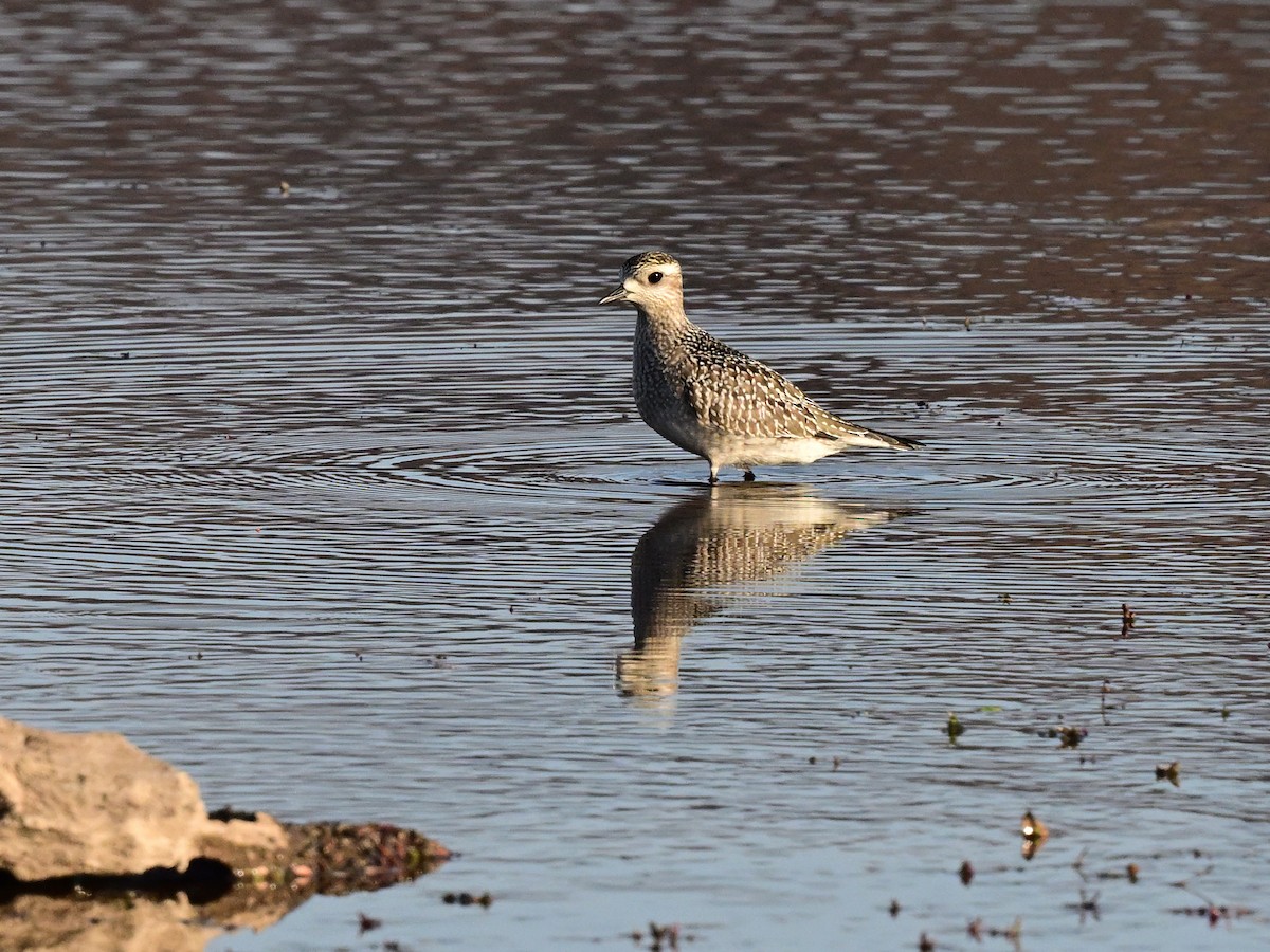 kulík hnědokřídlý - ML644882974