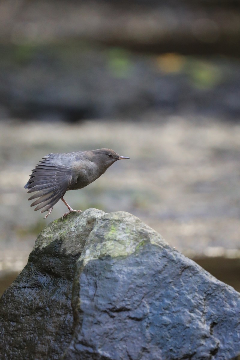 Ur-zozo iparramerikarra - ML644882975