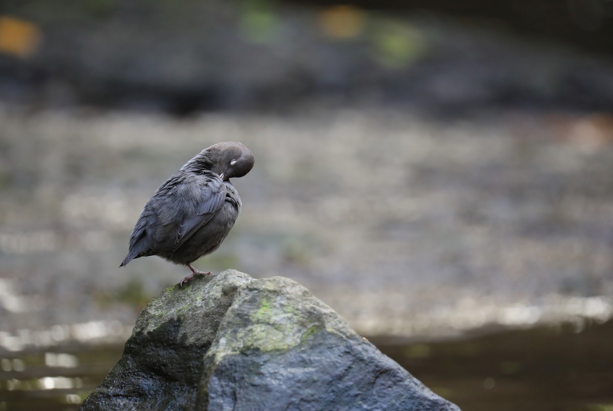 Ur-zozo iparramerikarra - ML644882976