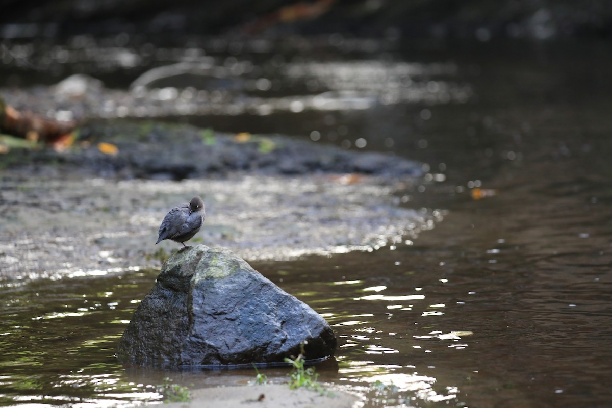 Ur-zozo iparramerikarra - ML644882977