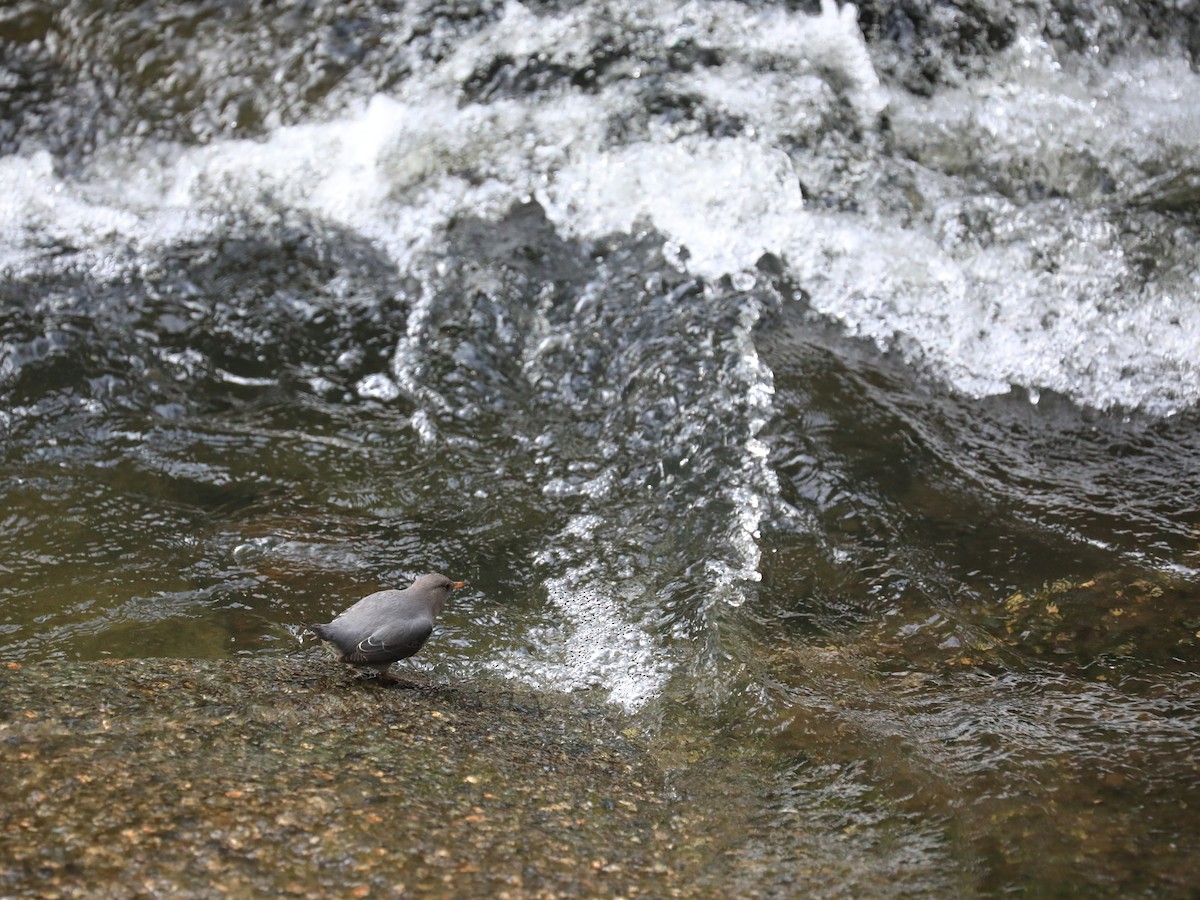 Ur-zozo iparramerikarra - ML644882978