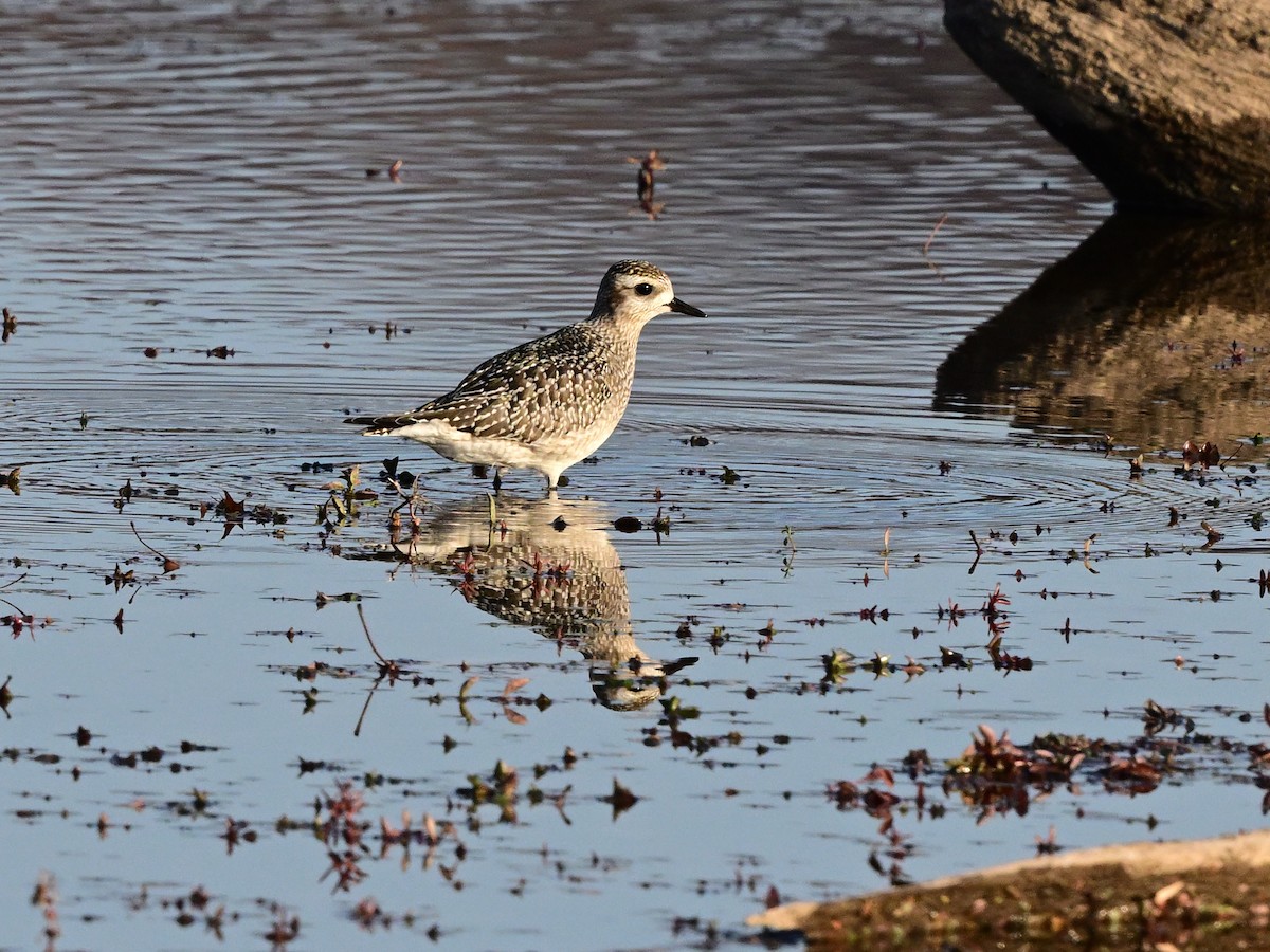 kulík hnědokřídlý - ML644882979