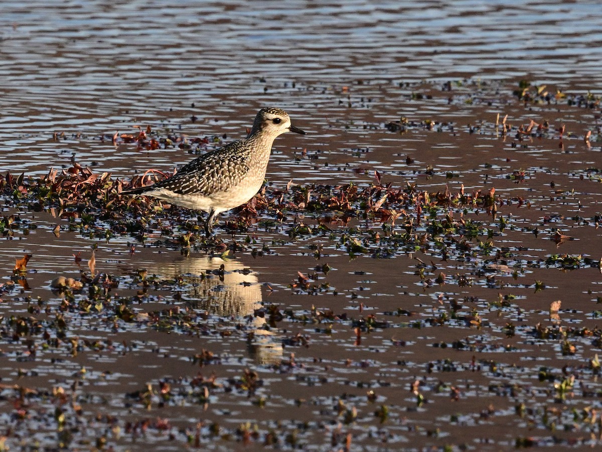 kulík hnědokřídlý - ML644882980
