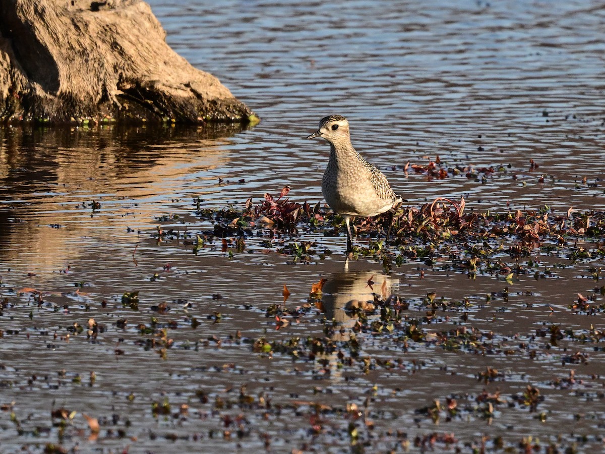 kulík hnědokřídlý - ML644882981