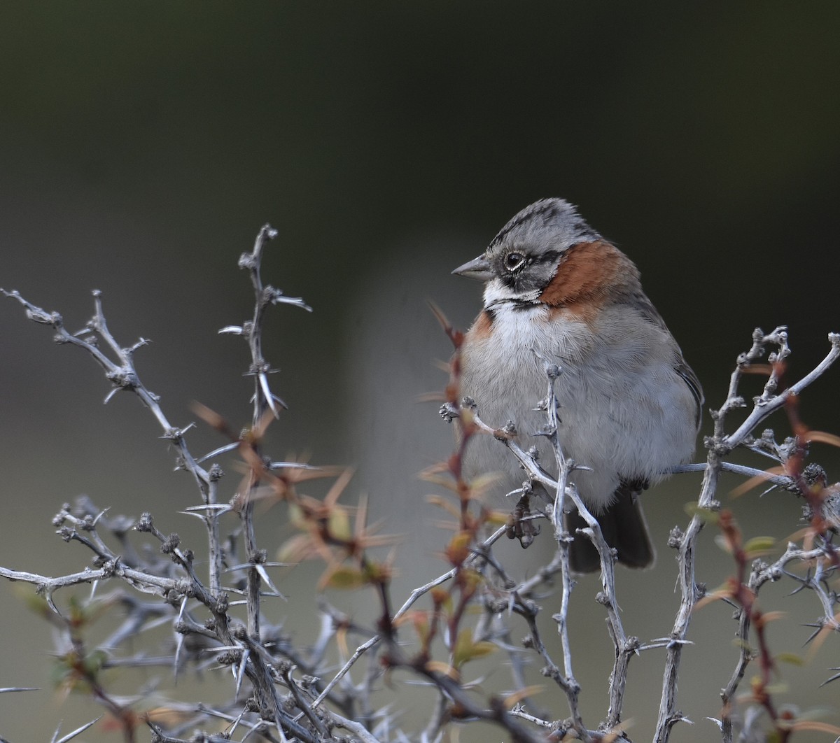 Morgenammer - ML644882991